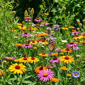 Eco-Friendly Landscaping
